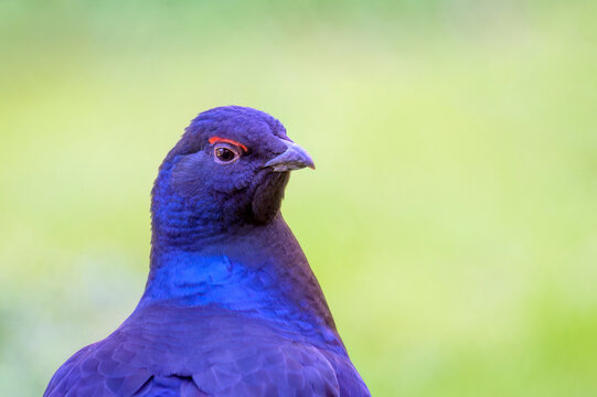 Black Grouse (Tetrao tetrix) male portrait, Bavarian forest, Germany.
