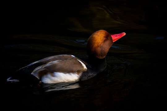 Red-crested Pochard (Netta rufina) male displaying on the water, Bavarian forest, Germany.