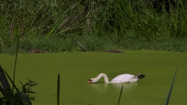Mute Swan Swimming in Duckweed Pond Eating and Stretching Leg, 4K. White swan swimming calmly across a green pond covered in thick duckweed, ideal for nature documentaries, environmental advertising.