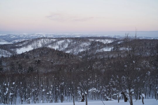 Bare winter woodland spreading over a snowy hill, Hokkaido, Japan