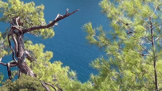 Vibrant green pine trees with twisted trunks cling to a rugged cliff, offering a breathtaking view of the sparkling blue ocean.