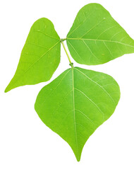 Close up trifoliate green bean leaves isolated on white background © Binju Asif