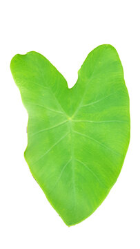 Fresh green taro leaf isolated on white background