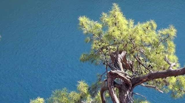 Observe vibrant green needles of sturdy pine tree gracefully extending over calm, deep blue surface of pristine lake. This idyllic natural beauty radiates tranquility under warm daytime sun.