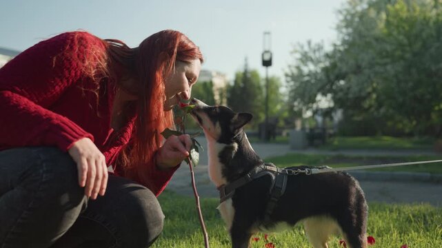 Close up of woman with long red hair wearing bright red sweater crouching in grass offering rose to small black and white dog on leash. Dog sniffs or licks flower while both subjects