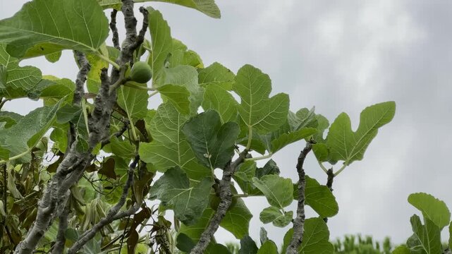 Fig Tree Branches with Fruits, Low-Angle Video