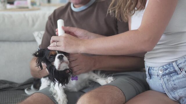Owners applying ear drops to a Cavalier King Charles Spaniel at home, gently caring for the dog during a routine pet health and hygiene procedure