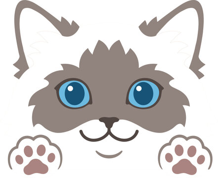 Cute peeking cat vector illustration with blue eyes and paws on white background