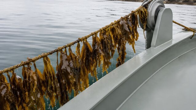 Seaweed farm ropes lifted from calm coastal water