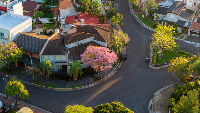 Aerial view of a blooming Pink Trumpet Tree, or Lapacho Rosado, in a residential neighborhood with paved streets and houses in Posadas, Misiones Province, Argentina.