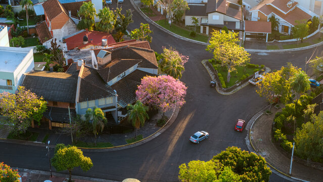 Aerial view of a blooming Pink Trumpet Tree or Lapacho Rosado at a residential street intersection with tiled roof houses and cars during golden hour in Posadas, Misiones Province, Argentina.