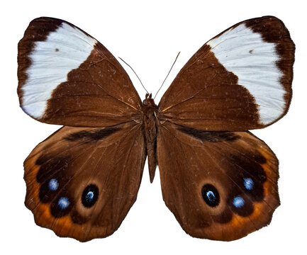 Morphopsis meeki butterfly with brown wings and white tips is displayed. It is isolated against a plain background. The butterfly shows its unique patterns and colors.