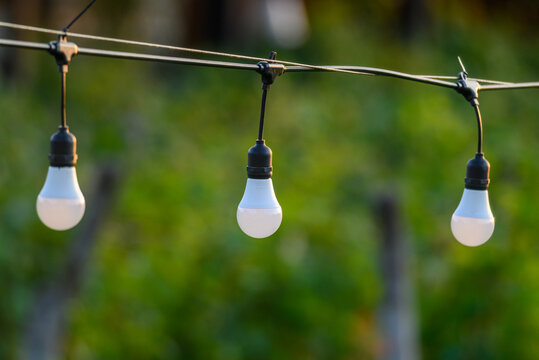 Three classic incandescent light bulbs suspended from a black wire harness in a natural garden background