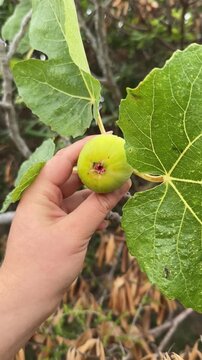 Checking Fig Ripeness, Close-Up Video