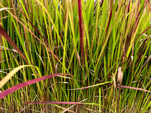 The image shows the ornamental perennial grass Imperata cylindrica 'Red Baron'.