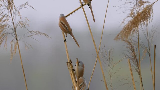 Flock of cute bearded reedling birds clinging to dry reed stems in a soft misty wetland environment