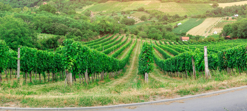 Converging rows of lush grapevines stretch uphill through a rolling countryside vineyard in summer. Wine country concept.
