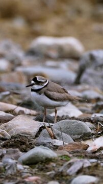 Vertical close up of a little ringed plover bird standing among pebbles and stones in its natural rocky habitat