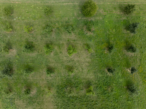 Aerial view of Landebahn Neubiberg showing rows of young trees planted in a grassy field in Unterhaching, Bavaria, Germany.