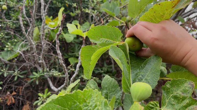 Picking Green Fig from Branch, Video