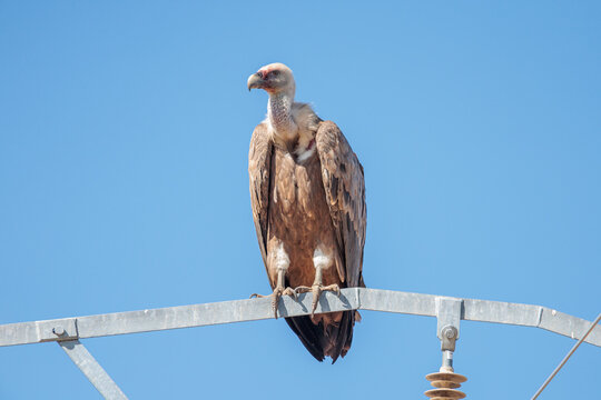 Gyps fulvus. Close-up of a Griffon Vulture perched on the metal structure of a high-voltage power line. Arribes del Duero Natural Park, Castile and Le&oacute;n, Spain.