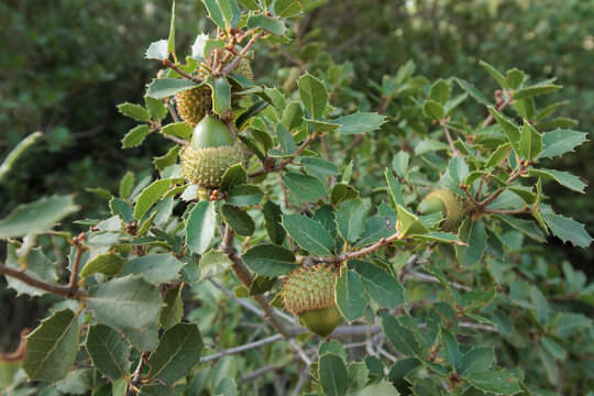 Bellotas verdes de coscoja en crecimiento en la rama, Quercus coccifera, Alcoy, Espa&ntilde;a