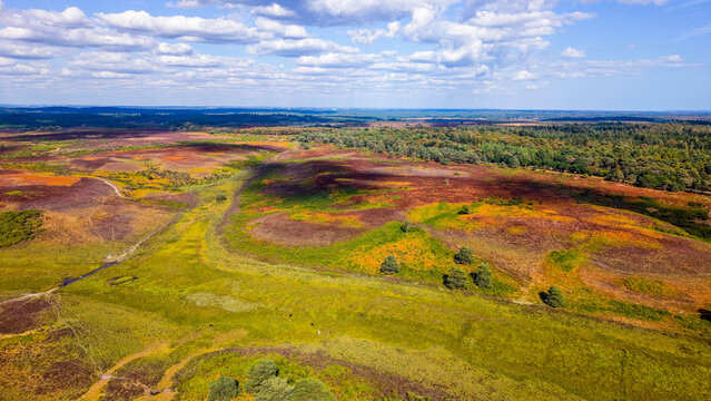 Aerial view of New Forest National Park featuring vibrant purple heather and golden gorse across rolling hills with scattered trees in Burley, England, United Kingdom.