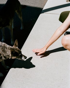 Person reaches toward a sunlit pavement surface while dogs remain nearby in the shade, illustrating awareness of hot ground and paw safety during summer walks