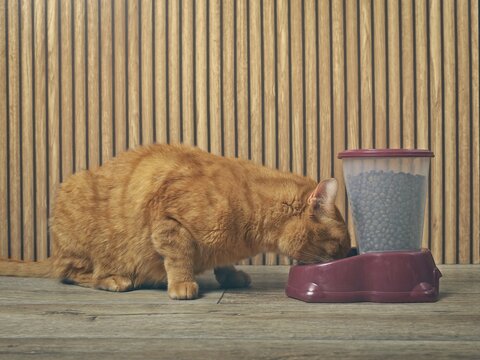 Cute orange cat is eating from a food dispenser. Side view.	