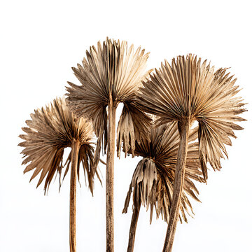 palm tree on white background