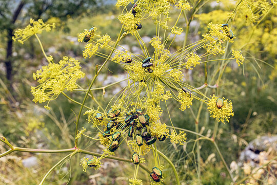Iridescent green beetles swarming densely over delicate yellow fennel flowers in a vivid summer macro scene.