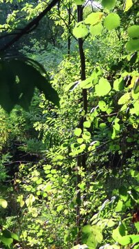 Sunlight gently filters through the vibrant green leaves of a dense forest, creating a serene and peaceful natural environment. Lush foliage thrives under warm, dappled light, highlighting nature's tr