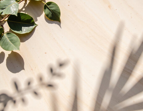 Green leaves branch with natural palm leaf shadow overlay on warm sand stone background mockup