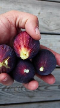 A close-up view of a hand gently holding several ripe, vibrant purple figs, revealing their unique red and yellow interiors. The fresh fruit is beautifully presented against a rustic wooden surface, h
