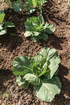 Cabbage plants establishing roots in fertile soil, showing healthy green leaves. Fresh organic vegetables for healthy eating and agriculture. Healthy lifestyle and sustainable agriculture