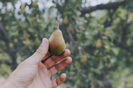 Hand holding a freshly picked small green pear against a blurred orchard backdrop. Harvest concept.