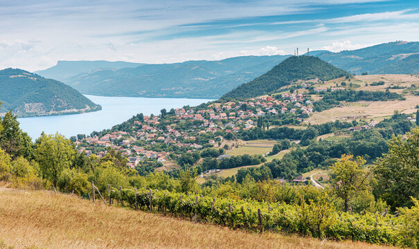 Rustic wooden vine posts support lush green grapevines on a hillside vineyard overlooking a village and distant river valley. Wine tourism concept.