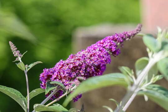 Buddleja davidii (Buddleia davidii), also called butterfly-bush or summer lilac, is a species of flowering perennial plant in the family Scrophulariaceae, widely used as an ornamental plant.