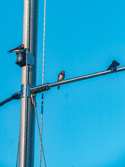 Barn swallows perched on a utility pole against a blue sky © Levente