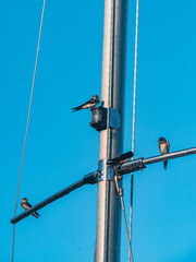 Barn swallows perched on a utility pole against a blue sky © Levente