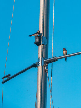 Barn swallows perched on a utility pole against blue sky