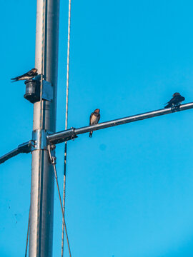 Barn swallows perched on a utility pole against a blue sky