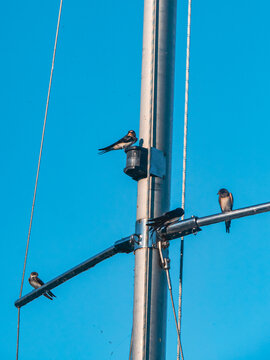 Barn swallows perched on a utility pole against a blue sky