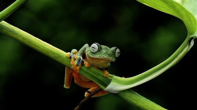 A green flying frog (Rhacophorus reinwardtii) rests motionless on a tropical plant while its throat moves rhythmically as it breathes.