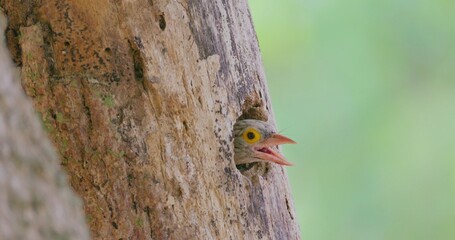Obraz premium Barbet chick, Psilopogon lineatus, peeking from nest hole in tree trunk, calling for food, tropical forest environment, wildlife documentary, slow motion.