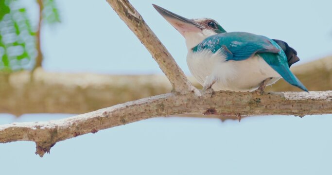 Collared kingfisher perching on branch. Todiramphus chloris in tropical habitat. Natural wildlife behavior for documentary use, slow motion.