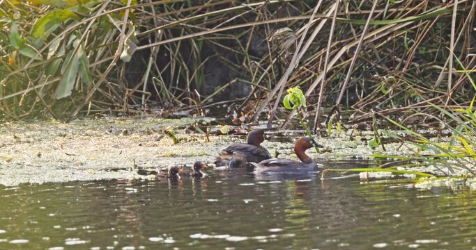 Little grebe family, Tachybaptus ruficollis, swimming in pond with chicks, natural bird behavior in wetland environment, wildlife documentary, slow motion.