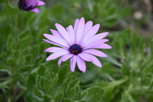 Osteospermum Margherita Africana