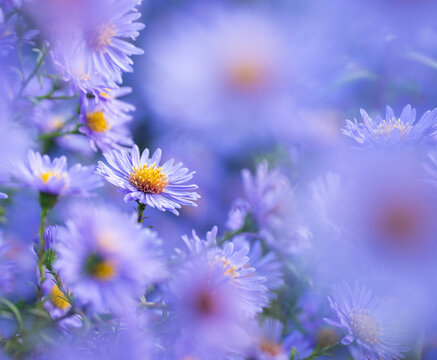 Aster flowers