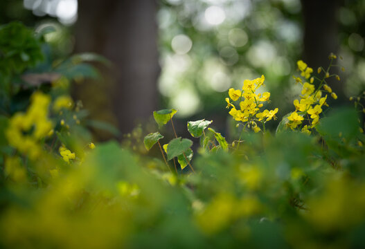 Epimedium flowers in woodland